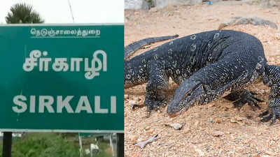 பட்டாசு கடைக்குள் புகுந்த உடும்பு… என்ன ஆனது தெரியுமா?