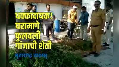 Amravati News : घरामागील परसबागेत फुलवली गांजाची शेती, पोलिसांनी असा केला पर्दाफाश