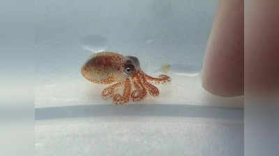 वह समुद्री जीव, जिसके भ्रूण में ही पैदा होते हैं अस्थायी अंग, बड़े होने पर बिना निशान छोड़े होते हैं गायब