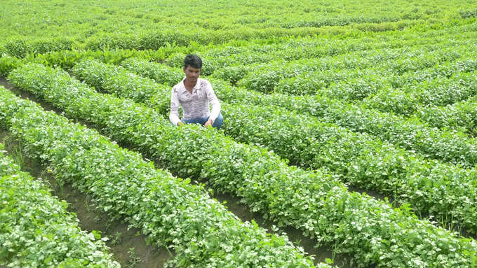 ​देश में यूरिया उत्पादन गिरना और जमाखोरी भी अहम वजह