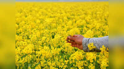 Mustard Farming Business Idea: महंगे खाद्य तेल के दौर में सरसों की खेती करेगी मालामाल, ये ट्रिक अपनाई तो लागत से 5 गुना होगी कमाई!