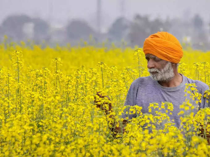 कब और कैसे की जाती है सरसों की खेती?