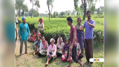 চোপড়ায় চা-বাগান বিক্রির চেষ্টা, প্রতিবাদে বিক্ষোভ শ্রমিকদের