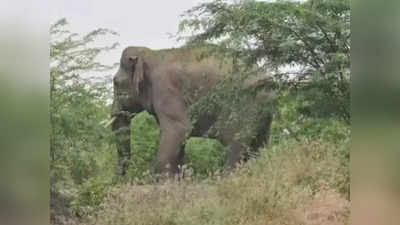 गडचिरोलीत जंगली हत्तींचा हैदोस; दहशतीमुळे गावकरी करतात जागरण