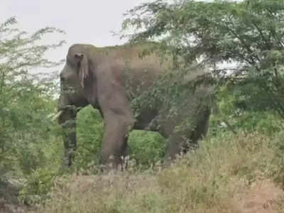 गडचिरोलीत जंगली हत्तींचा हैदोस; दहशतीमुळे गावकरी करतात जागरण