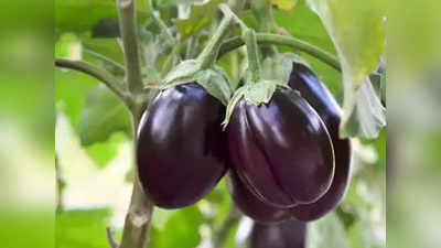 Brinjal Farming Business Idea: बैंगन की खेती से कमाएं 6 लाख रुपये का मुनाफा, नुकसान से बचने के लिए बस एक बात का रखें ध्यान!