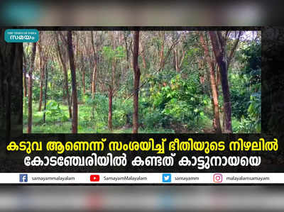 കടുവ ആണെന്ന് സംശയിച്ച് ഭീതിയുടെ നിഴലിൽ;  കോടഞ്ചേരിയിൽ കണ്ടത് കാട്ടുനായയെ