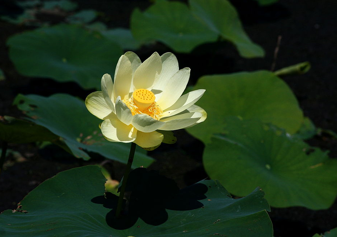 ​ಹಳದಿ ಬಣ್ಣದ ಕಮಲ