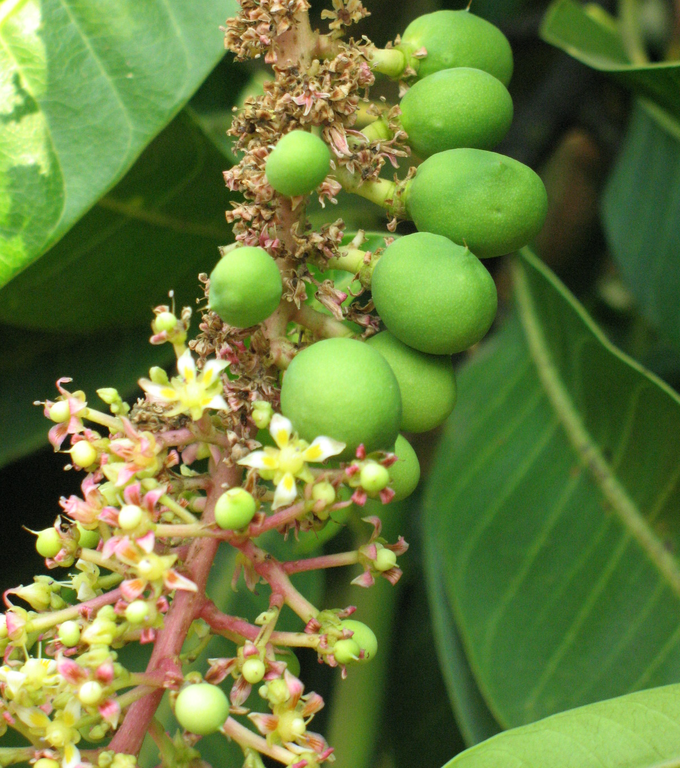 ​ಮಾವಿನ ಹೂ