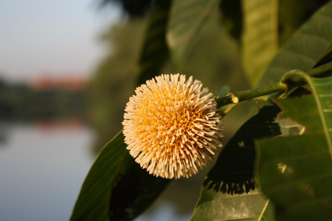 ​ಕದಂಬ ಪುಷ್ಪ