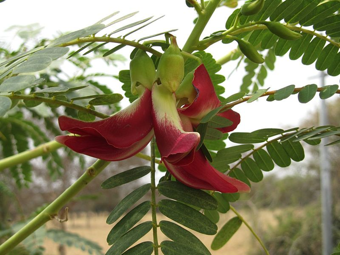 ​ಅಗಸ್ತ್ಯ ಹೂ