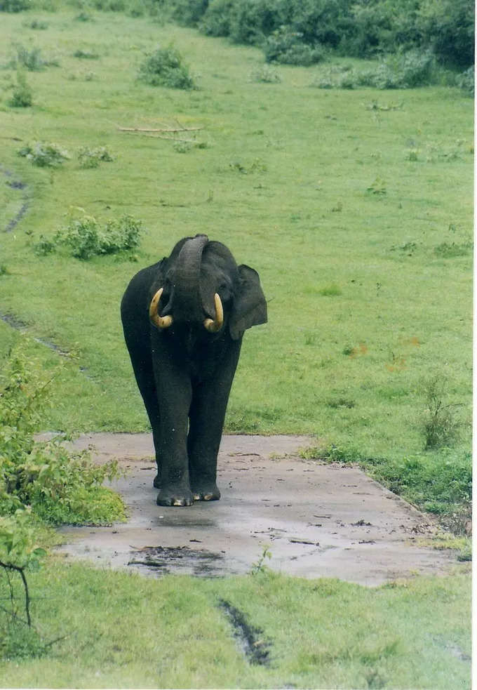 ​೨. ಜೋಗಿಮಟ್ಟಿ ವನ್ಯಜೀವಿ ಅಭಯಾರಣ್ಯ