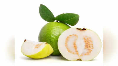 Guava Farming: सर्दियों में महंगा रह सकता है अमरूद का जायका, वर्ल्ड फेमस इलाहाबादी अमरूद झेल रहा कम उत्पादन की मार