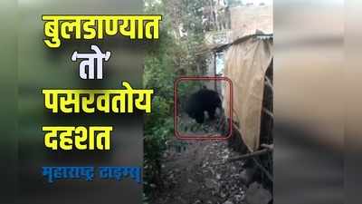 Buldhana ; हा प्राणी करतोय घरफोड्या;पिंपरखेड गावात दहशत, आठवडाभरात १२ घरे  फोडली पाहा VIDEO!