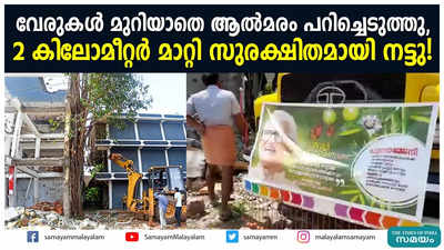 വേരുകൾ മുറിയാതെ ആൽമരം പറിച്ചെടുത്തു;  2 കിലോമീറ്റർ മാറ്റി സുരക്ഷിതമായി നട്ടു!