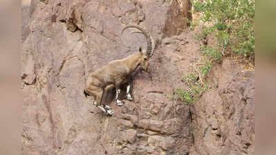 Mountain Goats: ಈ ಪರ್ವತದ ಆಡುಗಳು ಬೃಹತ್ ಗೋಡೆಯನ್ನೇರುವ ರೀತಿ ನೋಡಿದರೆ ನಿಜಕ್ಕೂ ಅಚ್ಚರಿಯಾಗುತ್ತದೆ!