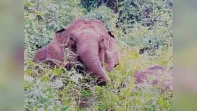 ಕಾಡು ಪ್ರಾಣಿಗಳ ಉಪಟಳಕ್ಕೆ ರೈತರು ದಿಗಿಲು; ಯರಗಂಬಳ್ಳಿ, ಗುಂಬಳ್ಳಿ ಗ್ರಾಮದಲ್ಲಿ ಬೆಳೆದ ಬೆಳೆ ನಾಶ!