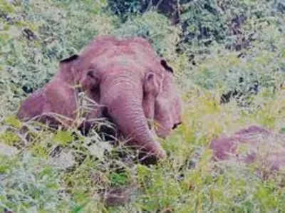 ಕಾಡು ಪ್ರಾಣಿಗಳ ಉಪಟಳಕ್ಕೆ ರೈತರು ದಿಗಿಲು; ಯರಗಂಬಳ್ಳಿ, ಗುಂಬಳ್ಳಿ ಗ್ರಾಮದಲ್ಲಿ ಬೆಳೆದ ಬೆಳೆ ನಾಶ!