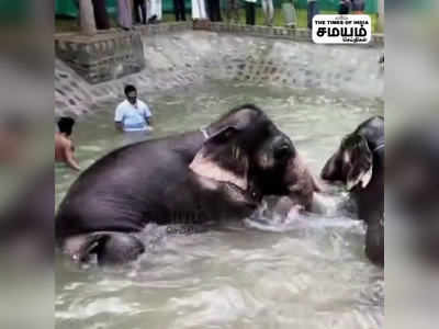 நீச்சல் குளத்தில் குளித்து குதூகலித்த ஸ்ரீரங்கம் யானைகள்!