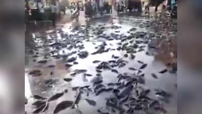 ये है मुंबई में आसमान से मछलियां बरसने वाले विडियो की सच्‍चाई