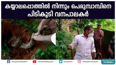 കയ്യാലപ്പൊത്തില്‍ നിന്നും പെരുമ്പാമ്പിനെ പിടികൂടി വനപാലകര്‍