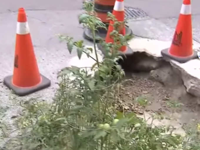 Canada Residents Developed Neglected Pothole To Tomato Garden Pictures Goes Viral News in Hindi