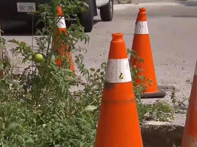 Canada Residents Developed Neglected Pothole To Tomato Garden Pictures Goes Viral News in Hindi