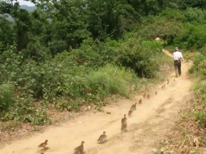 गजब की है बत्तखों के साथ इनकी बॉन्‍ड‍िंग