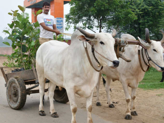 सिर्फ पर्यावरण नहीं, स्‍वास्‍थ्‍य भी