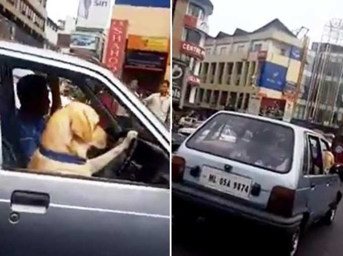 Dog Driving Car in Meghalaya Video Goes Viral On Social media Car Owner Fined News in Hindi