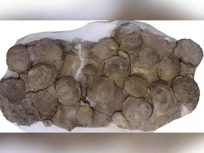 dinosaur eggs found