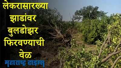Amravati : सततच्या संत्रा गळतीने कंटाळून शेतकऱ्यांने ५०० झाडांवर चालवला बुलडोझर