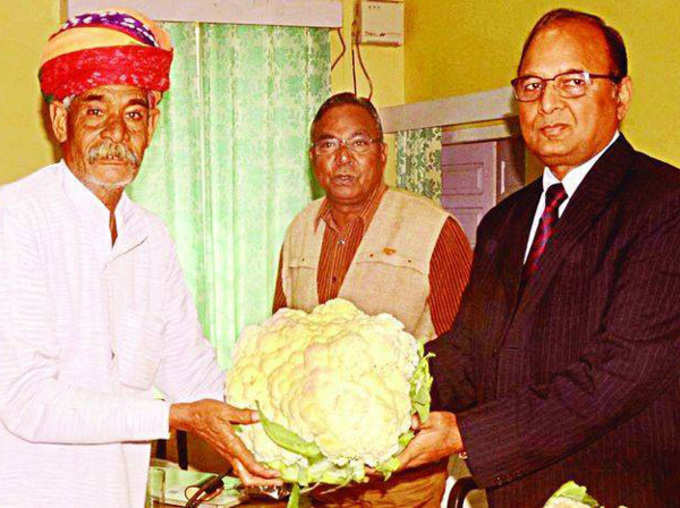 Rajasthan Farmer Gets His Name in Limca Book of Records Cauliflower 