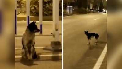 Viral: जहां हुई मालकिन की मौत, वहीं 80 दिनों तक खड़ा रहा ये कुत्ता