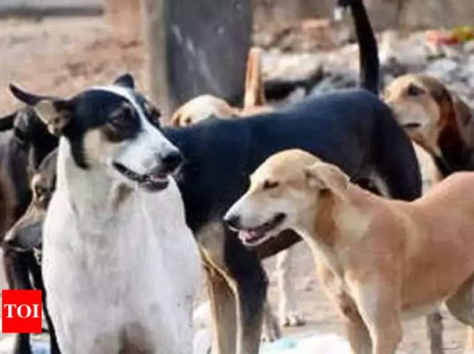 Uttarakhand: Street Dogs Crying on Beggar Friend Death Heart warming Story