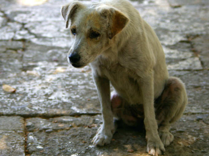 Uttarakhand: Street Dogs Crying on Beggar Friend Death Heart warming Story