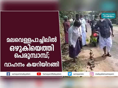 മലവെള്ളപാച്ചിലില്‍ ഒഴുകിയെത്തി പെരുമ്പാമ്പ്; വാഹനം കയറിയിറങ്ങി