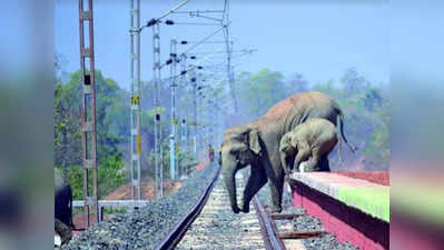 FACT CHECK: रेलवे पटरी पार करते हाथियों की यह तस्वीर फर्जी है?