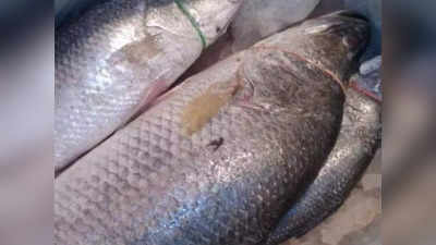 Telia Bhola fish: రూ.36 లక్షలకు అమ్ముడైన 75 కేజీల చేప