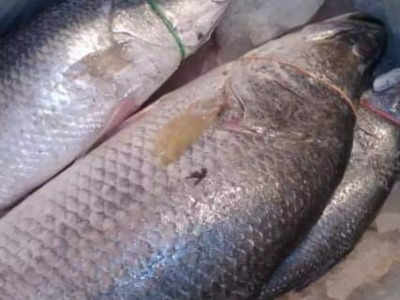 Telia Bhola fish: రూ.36 లక్షలకు అమ్ముడైన 75 కేజీల చేప