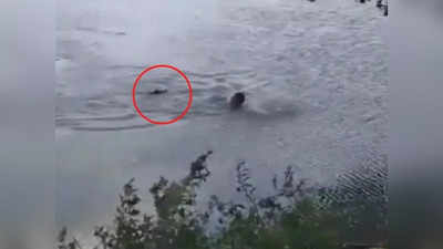 Video: मगरमच्छ ने दौड़ाकर तैराक को बनाया शिकार, चेतावनी के बावजूद लिया था रिस्क