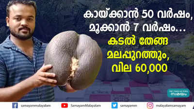 കായ്ക്കാന്‍ 50 വര്‍ഷം, മൂക്കാന്‍ 7 വര്‍ഷം... കടല്‍ തേങ്ങ മലപ്പുറത്തും, വില 60,000