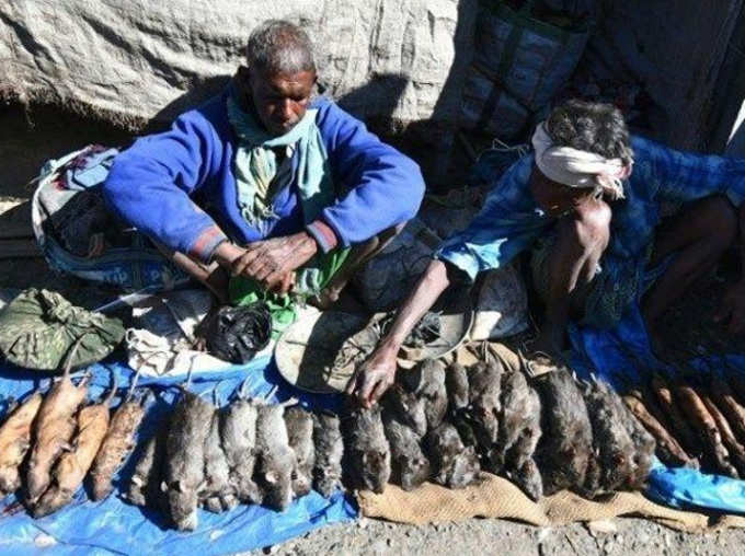 This Village In Assam Sells Rats For Rs 200 Per Kg It is More Popular Than Chicken And Mutton