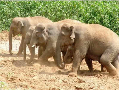 ಮಂಡೆಕೋಲಿನಲ್ಲಿ ಆನೆ ದಾಳಿ, ವ್ಯಾಪಕ ಕೃಷಿ ಹಾನಿ