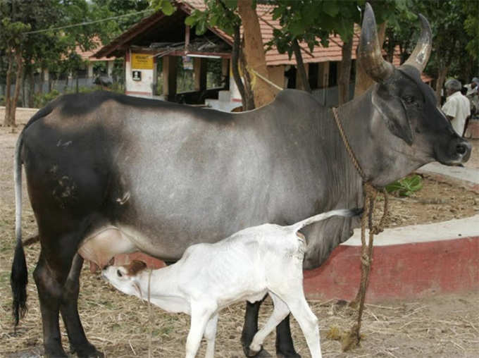 Woman Solved Miscarriage Problem After Watching Pregnant Cows Gave Birth To Son