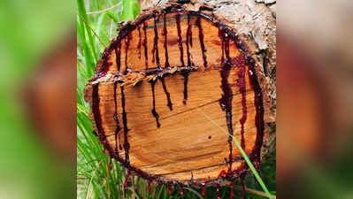 Bloodwood Tree: एक पेड़, जिसे काटो तो खून निकलता है!