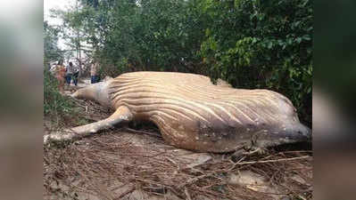 जंगल के बीचों-बीच मरी मिली 26 फीट लंबी Whale, मौत बनी पहेली