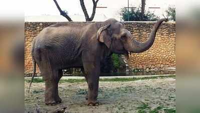Depression ने ले ली उदास हाथी फ्लाविया की जान