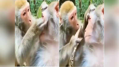Viral: बंदर की आंख में गया कचरा तो साथी बंदर ने पत्ते से किया ऐसा काम, सोशल मीडिया पर छा गया वीडियो