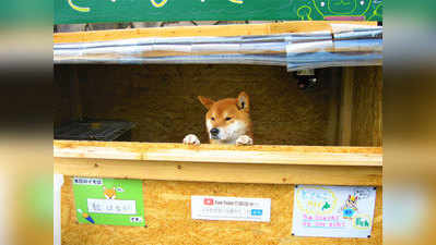 दुकानदार है जापान का यह कुत्ता, बेचता है शकरकंदी